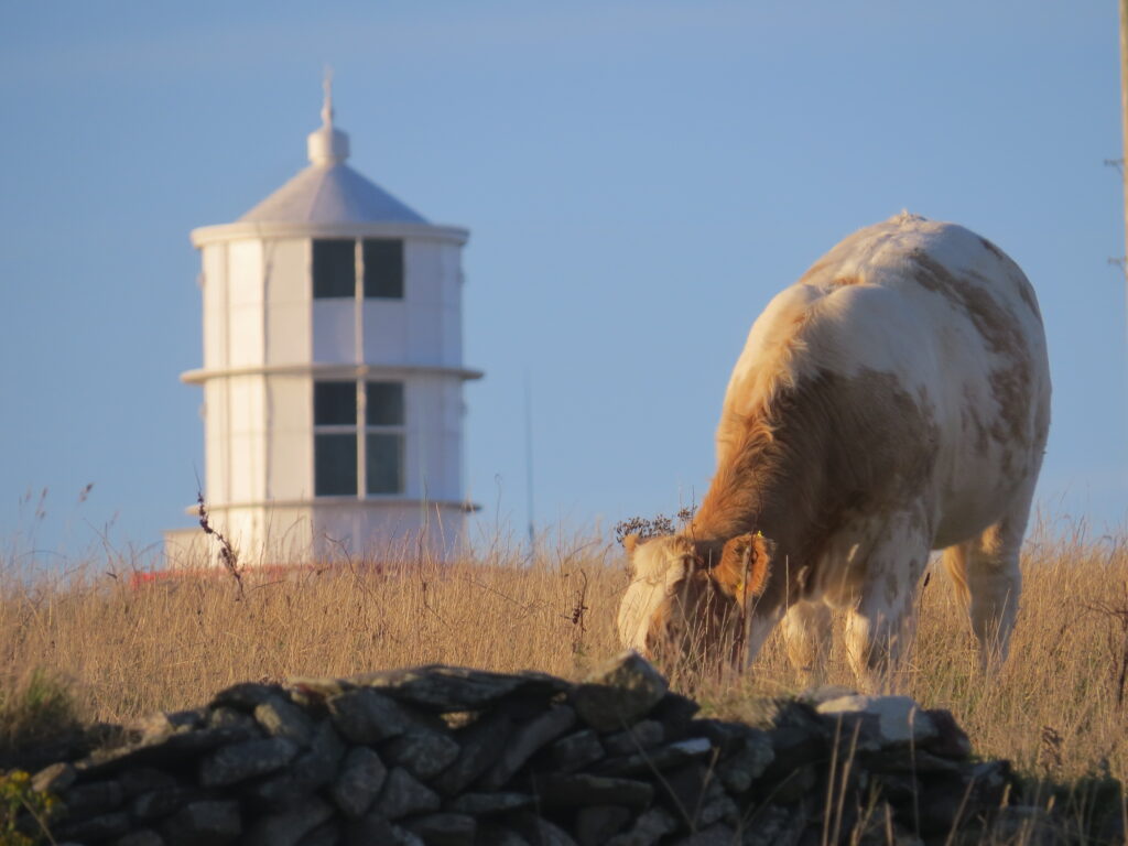 Cow eating some grasses near a stone wall with Galley Head Lighthouse tower in the background