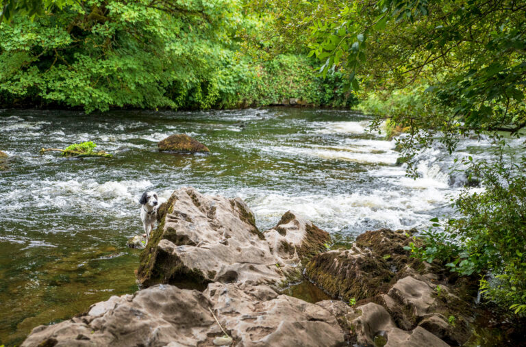 dog-friendly holiday accommodation ireland